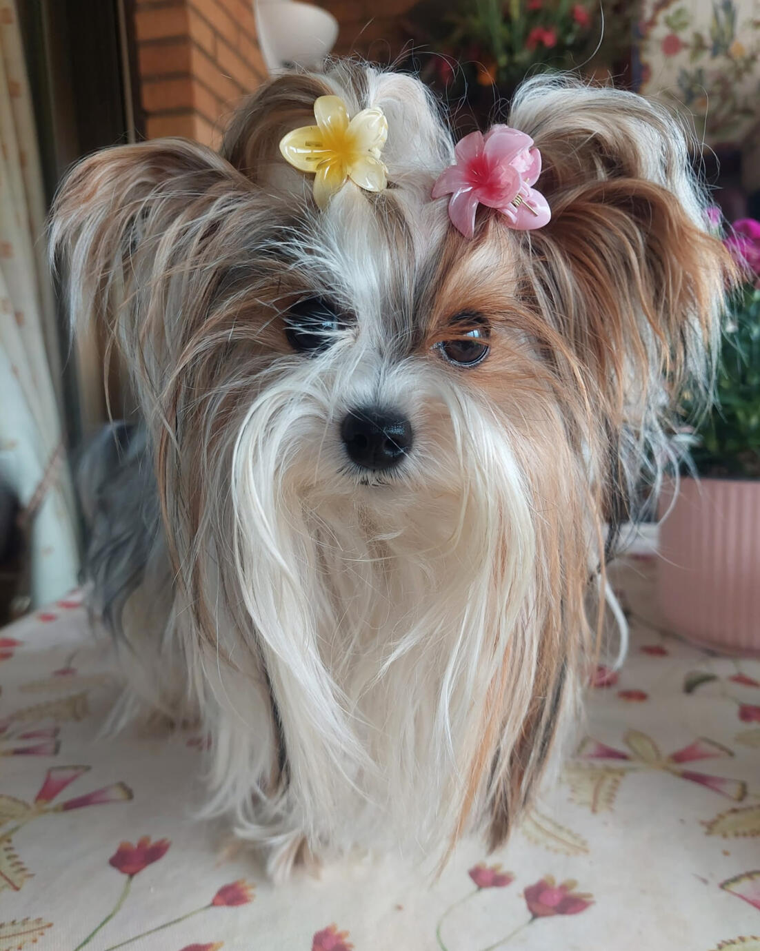 Zsazsa