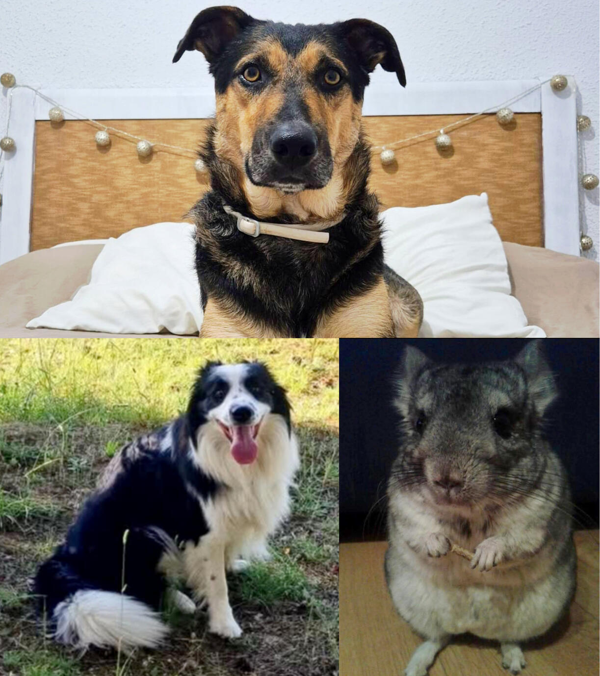 Ákila, Río & Chinchi