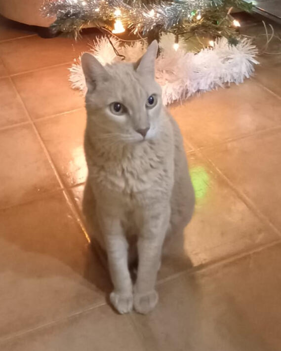 Oli