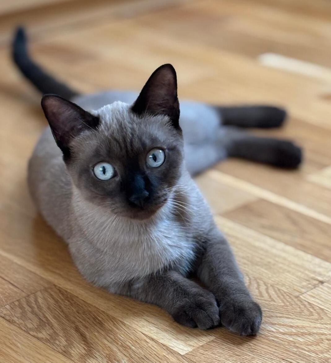 Leia
